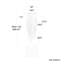 Cascade LED Pendant-1493214690-1495166726-1495166727