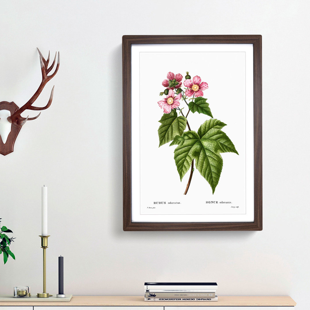 Blooming Raspberry Bush by Pierre-Joseph Redoute - Framed Print