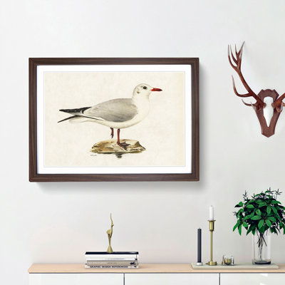 Black-Headed Gull by Von Wright - Picture Frame Art Print