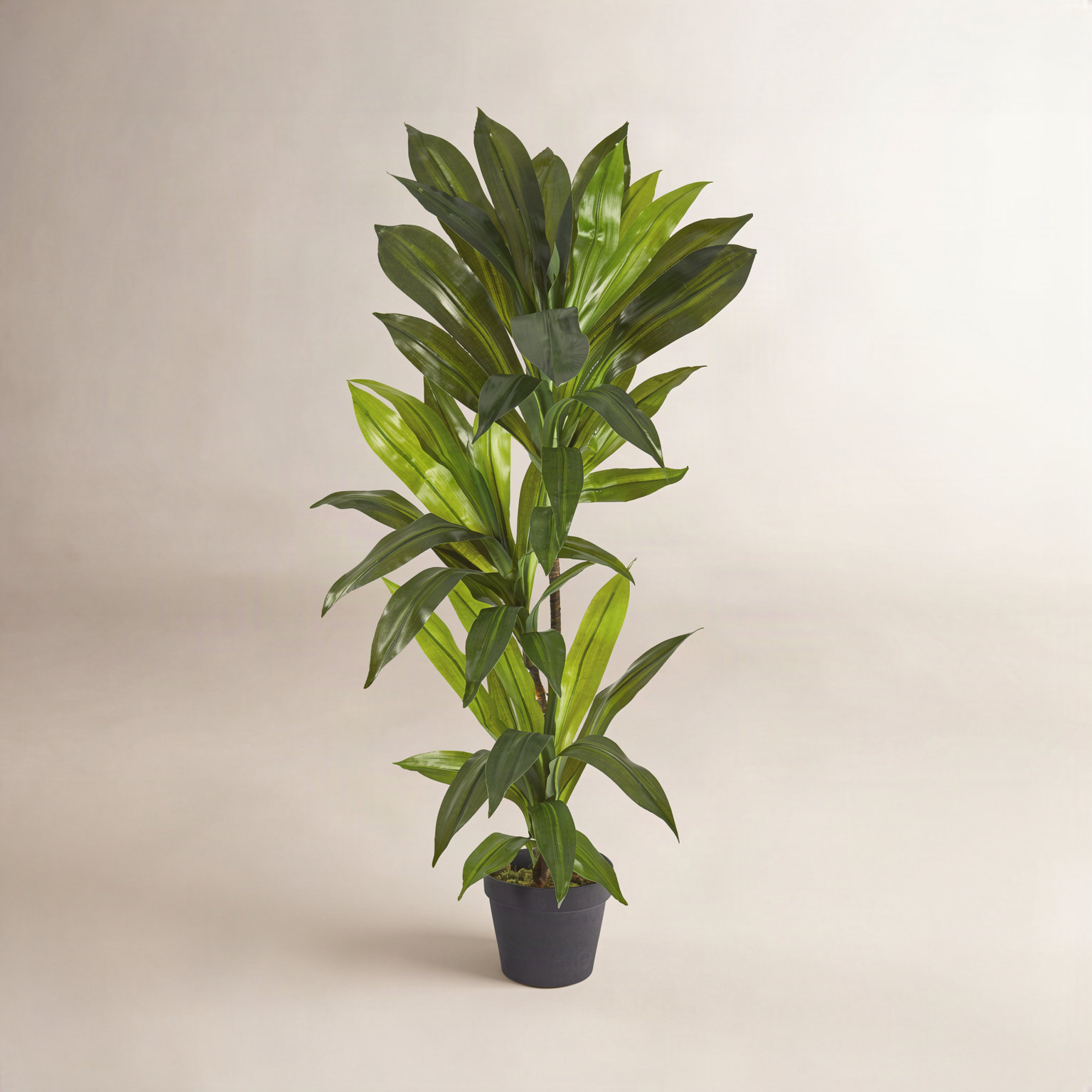 Dracaena with Base Included, 36" H x 13" W x 13" D