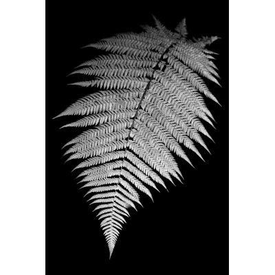 A Black And White Isolated Fern by Alexeys - Wrapped Canvas Print