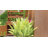 Cypress Potting Bench