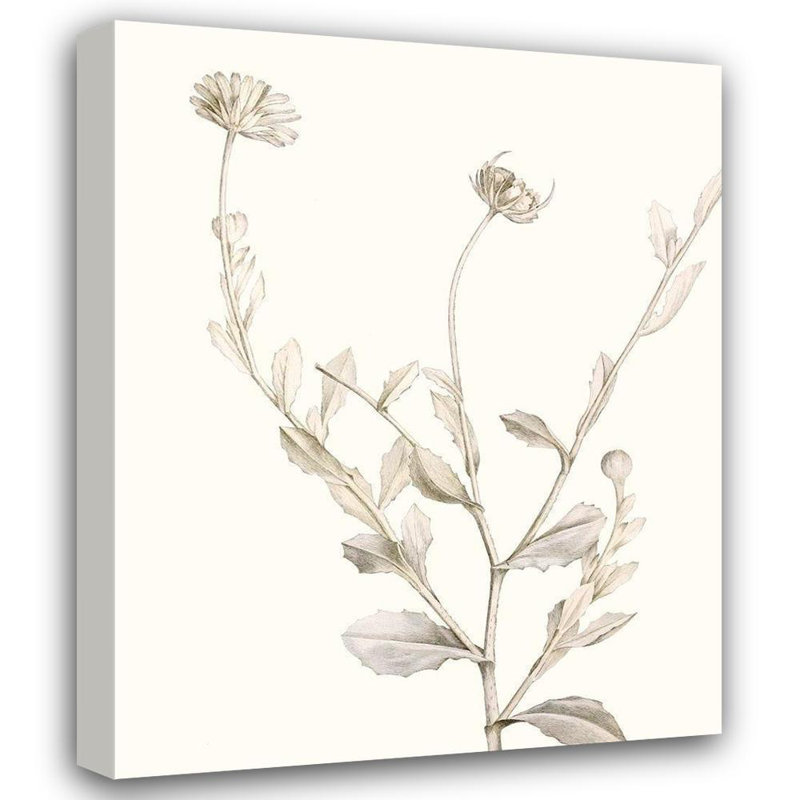 «August Grove® Vision Studio Gallery», art sur toile tendue: Neutral Botanical Study IV, H 24 po x l 20 po