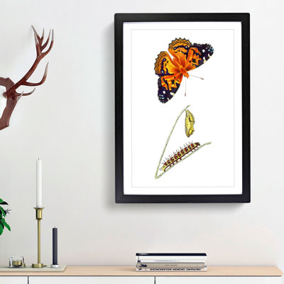 Caterpillar & Painted Lady Butterfly by George Shaw - Framed Print