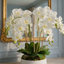 Arrangement d'orchidées Joellen