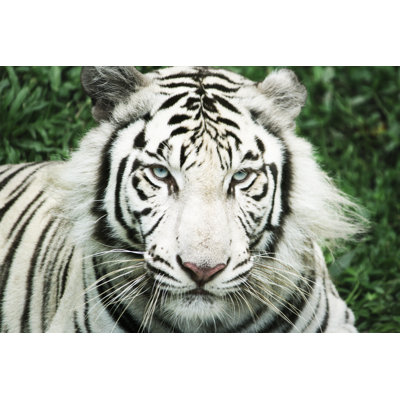 Tigre blanc - photographie sur toile tendue