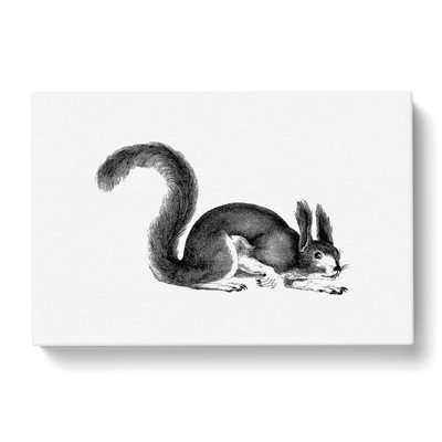 Squirrel Illustration in Black & White - Wrapped Canvas Drawing - Wrapped Canvas