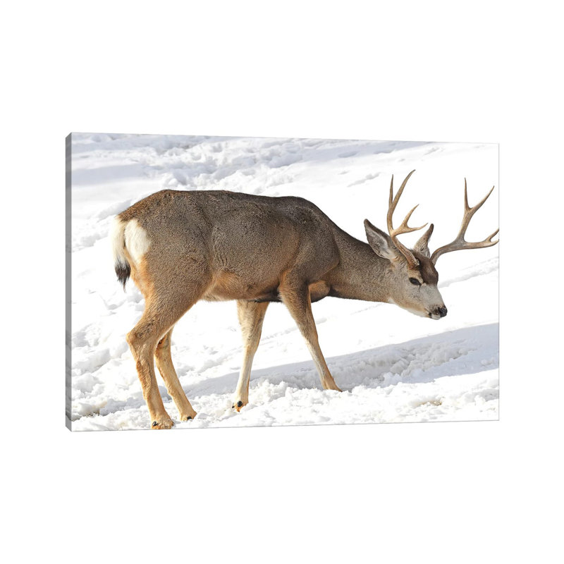 Mule Deer by Brian Wolf - Wrapped Canvas Print, 66.04 cm H x 45.72 cm W x 3.175 cm D