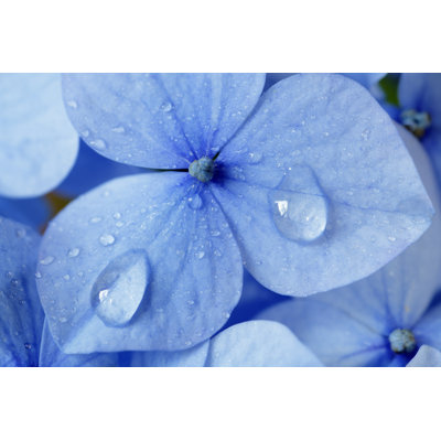 Hydrangea by Temmuzcan - Wrapped Canvas Print