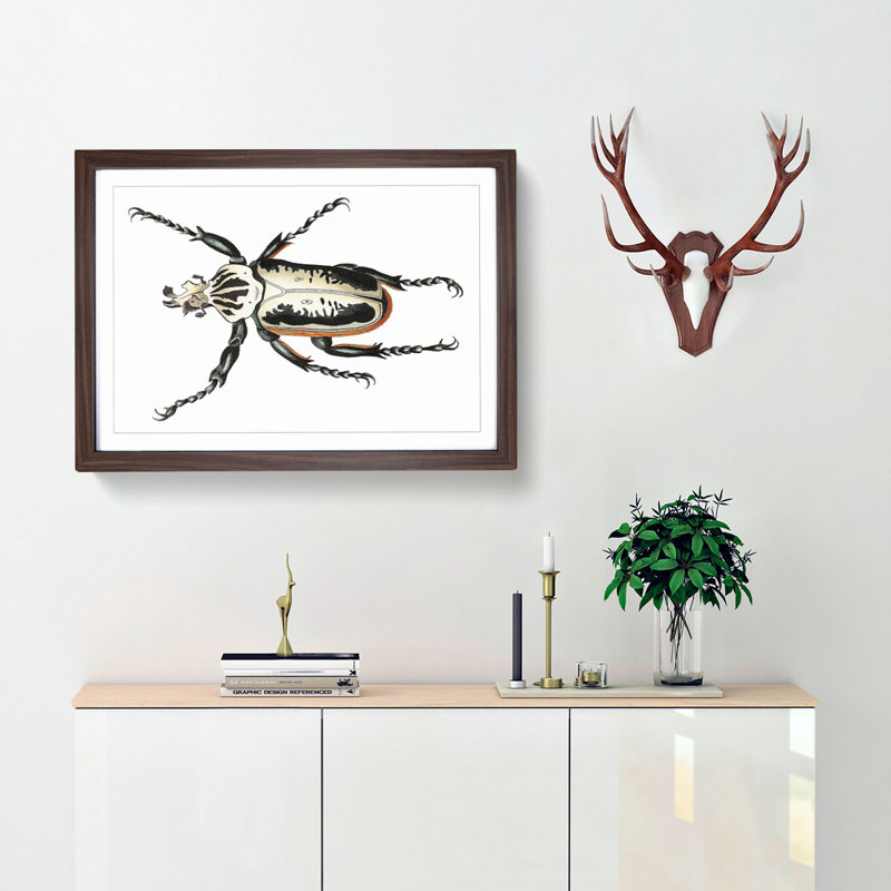 Goliath Beetle by George Shaw - Framed Print, 27cm H x 36cm W x 2cm D, Walnut Framed