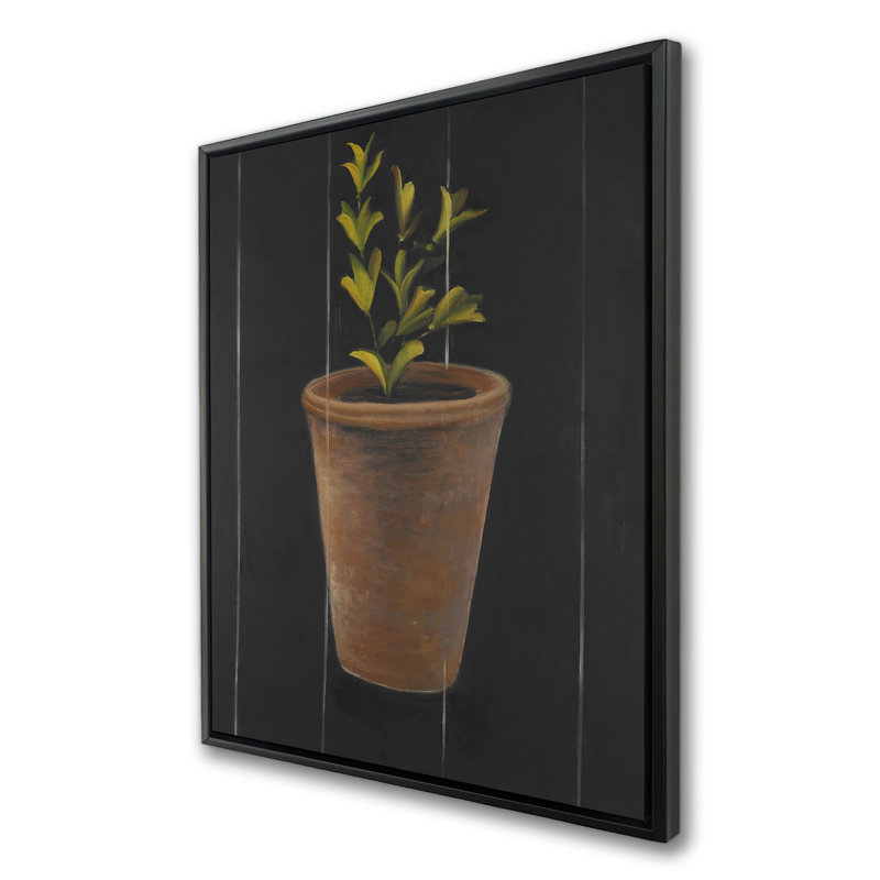 Plante de Marjolaine, H 37,25 po x l 49,25 po