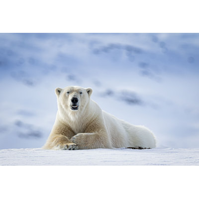 " Polar Bear " by Dennis Stogsdill