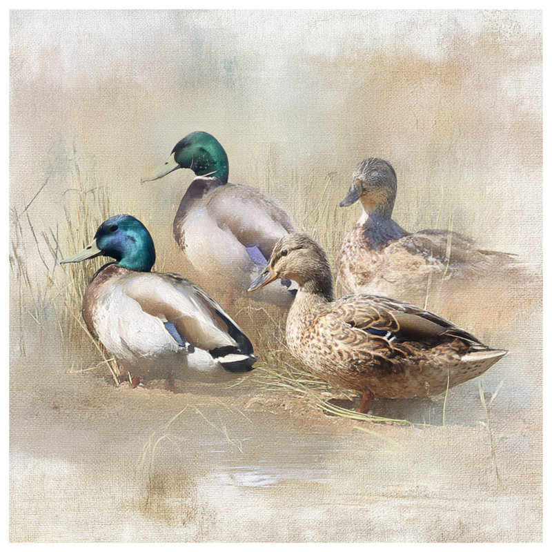 Édredon Mallard Ducks In Field, Très grand lit