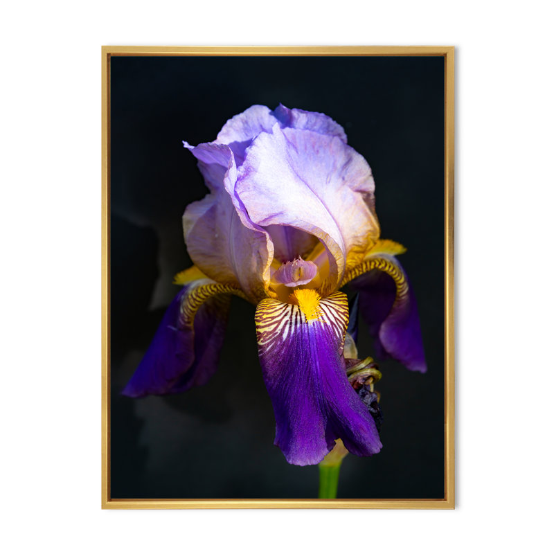 «Tao Iris Series Iris Flower», décoration murale moderne sur toile, H 32 po x l 16 po x P 1 po, Cadre flottant doré