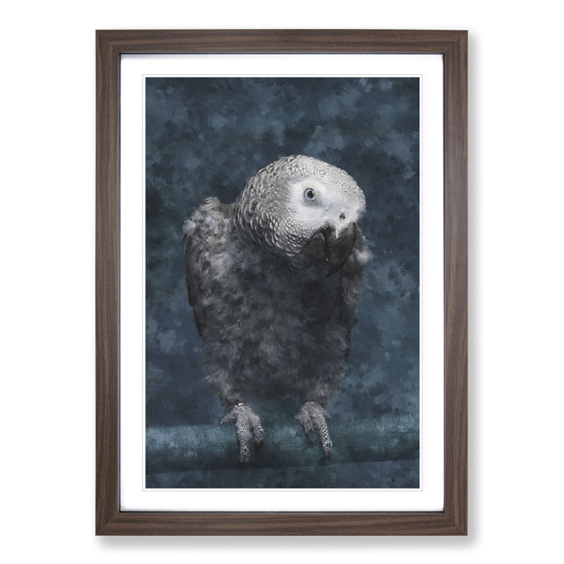 African Grey Parrot - Picture Frame Graphic Art, 65cm H x 48cm W x 2cm D, Walnut Framed