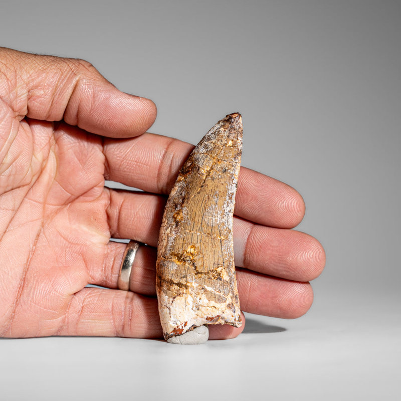 Genuine Mosasaurus Tooth In Display Case (38 Grams)