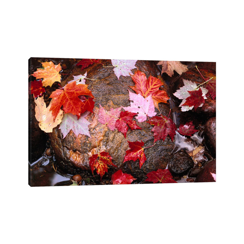 Maple Leaves In Sable Creek, Pictured Rocks National Lakeshore, Michigan by Tim Fitzharris - Wrapped Canvas Print
