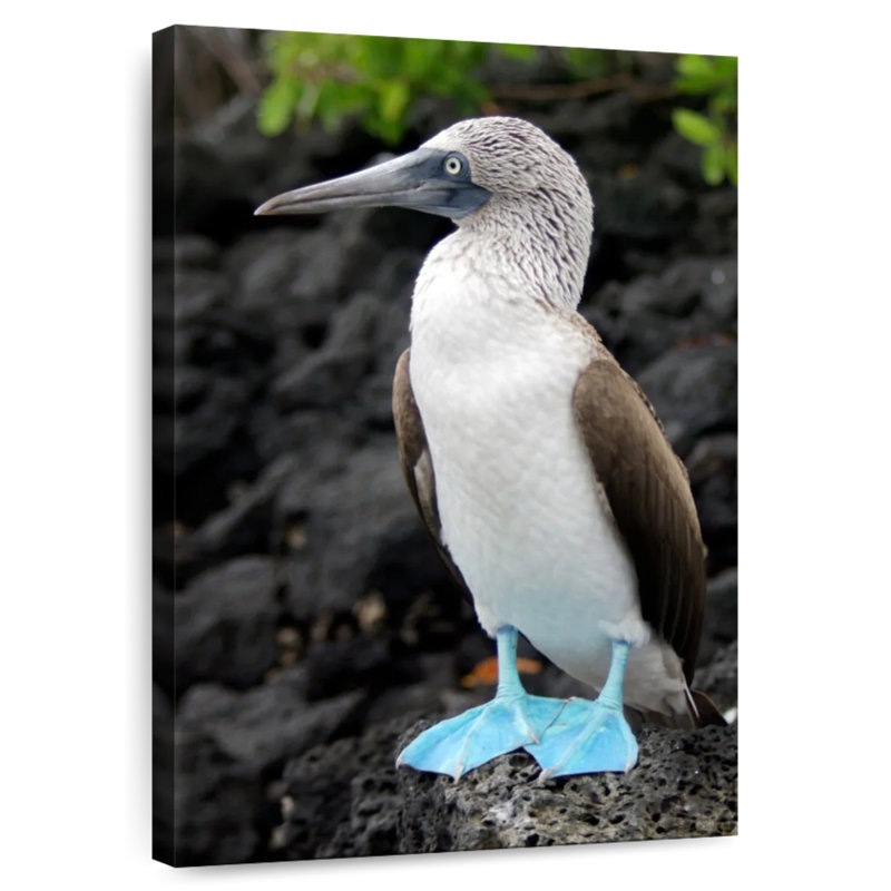 Brampt Blue-Footed Booby Birds, 45" H x 30" W