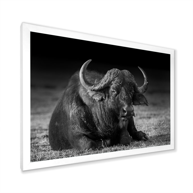 Buffle africain en noir et blanc - reproduction d'art sur toile, H 12 po x l 20 po x P 1 po, Cadre photo blanc