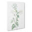 Hemlock Flowers by Pierre-Joseph Redoute - Wrapped Canvas Painting-55360406