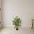 Multi Bambusa Bamboo Silk Tree-524981745