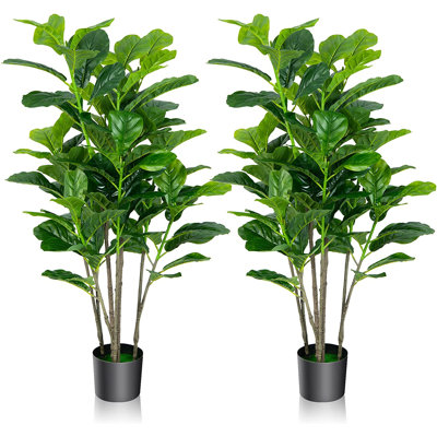 Evergreen Plant in Pot