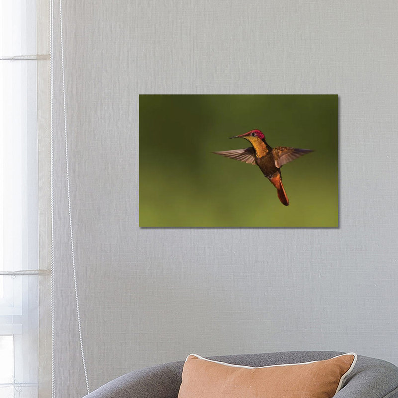 «Ruby Topaz Hummingbird» par Ken Archer - reproduction de photo, Toile tendue, Aucun mat, H 18 po x l 26 po x P 1,5 po