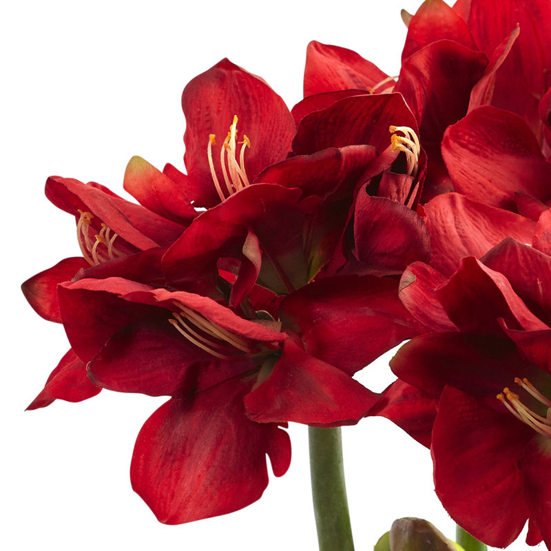Amarylis, arrangement floral dans un vase