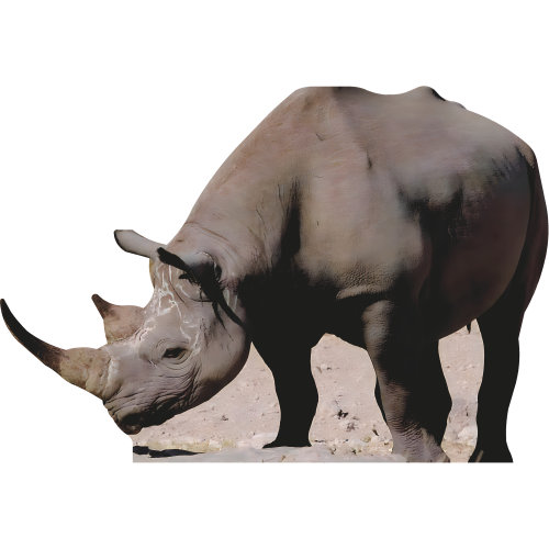 SP13354 Rhino Rhinoceros