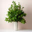 Mirabelle Table Vase