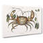 Land Crab by Mark Catesby - Wrapped Canvas-55309981