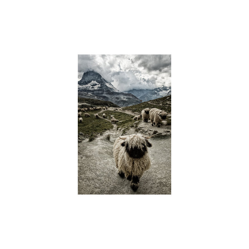 Wrapped Canvas Print
