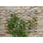 Outdoor Honeycomb Trellis Bronze H100cm W78cm-1631964841