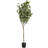 70'' Faux Eucalyptus Tree in Pot