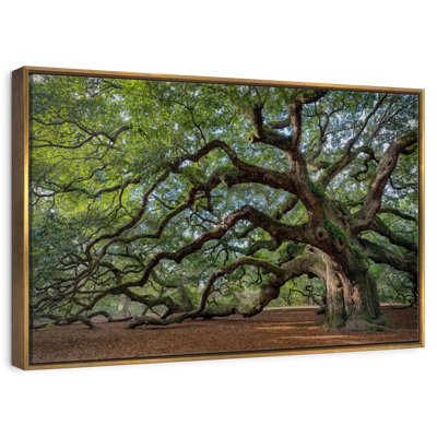 Angel Oak Tree