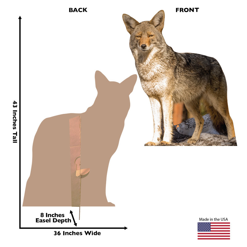 Coyote
