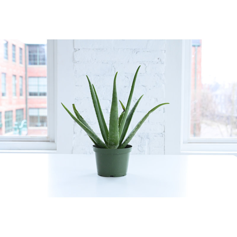 Live Aloe Vera Plant, 6" Diameter