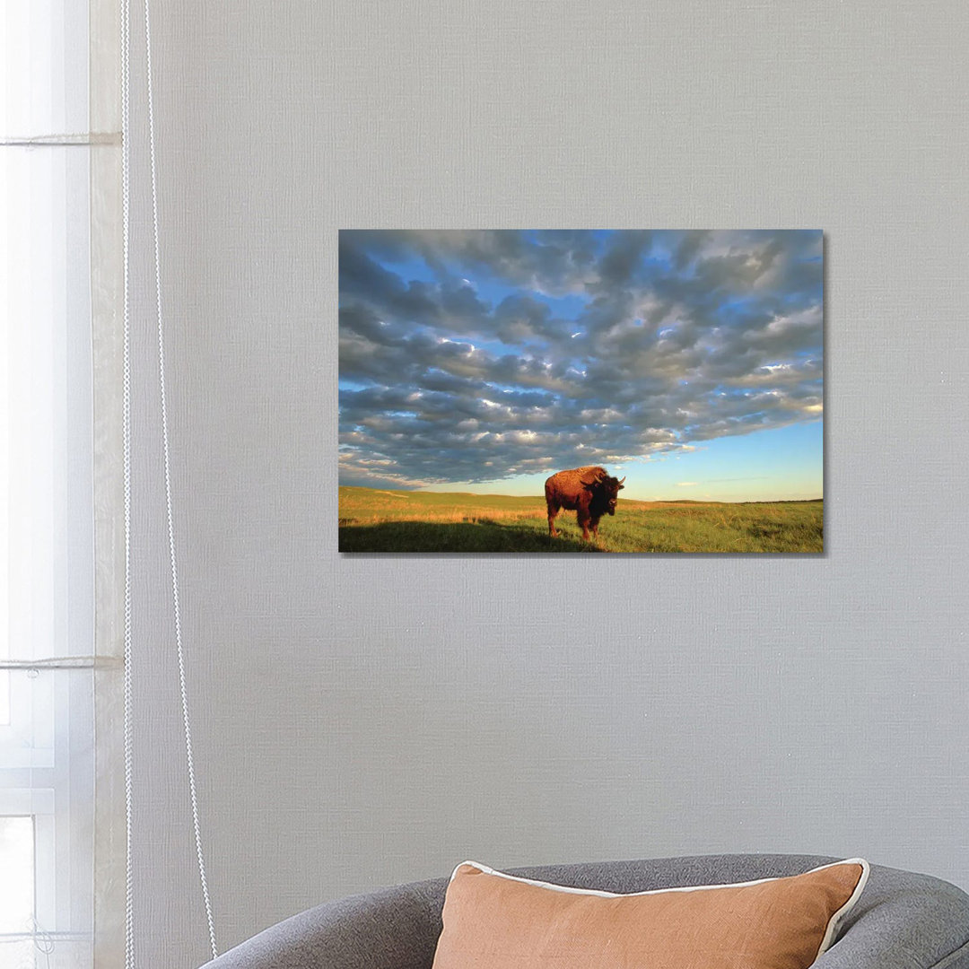 A Bison At The Fort Niobrara National Wildlife Refuge In Nebraska Near Valentine, Nebraska von Joel Sartore - Gallery-Wr...