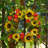 Sunflower 22" Wreath