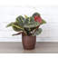 Live Red Prayer Plant in Classic Pot-72624926