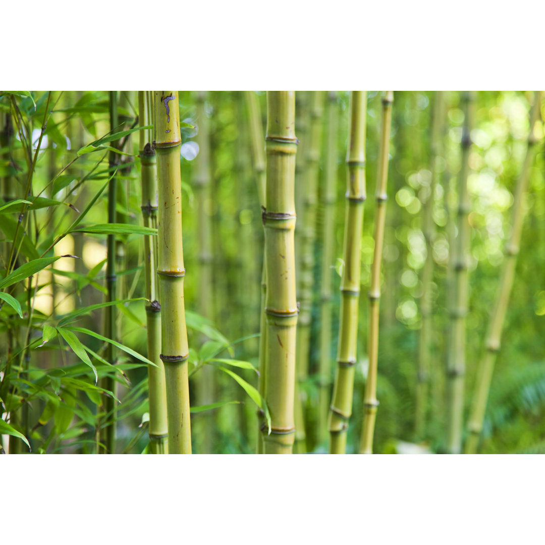 Bamboo von Enjoynz - Druck auf Leinwand ohne Rahmen