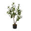 90cm Plant