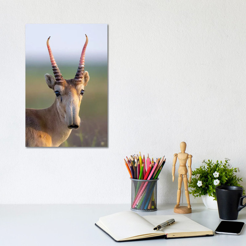 Saiga Young Male Russia 1 Piece Wrapped Canvas Wall Art, 20.32 cm H x 30.48 cm W