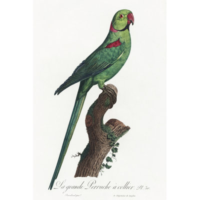 Leelani " Levaillant Parrot VII " by Francois Levaillant