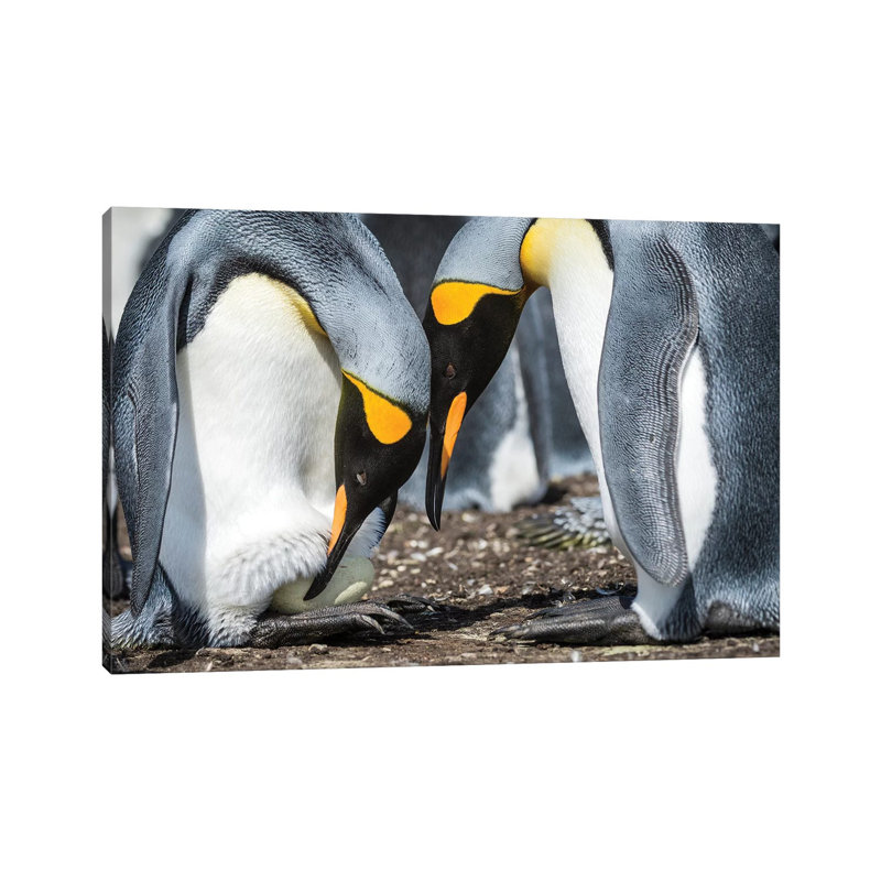King Penguin Transferring Egg Onto Feet, Volunteer Beach, East Falkland Island by Tui De Roy - Wrapped Canvas Print