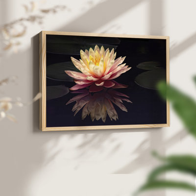 Photographie, étude, nénuphar, reproduction encadrée