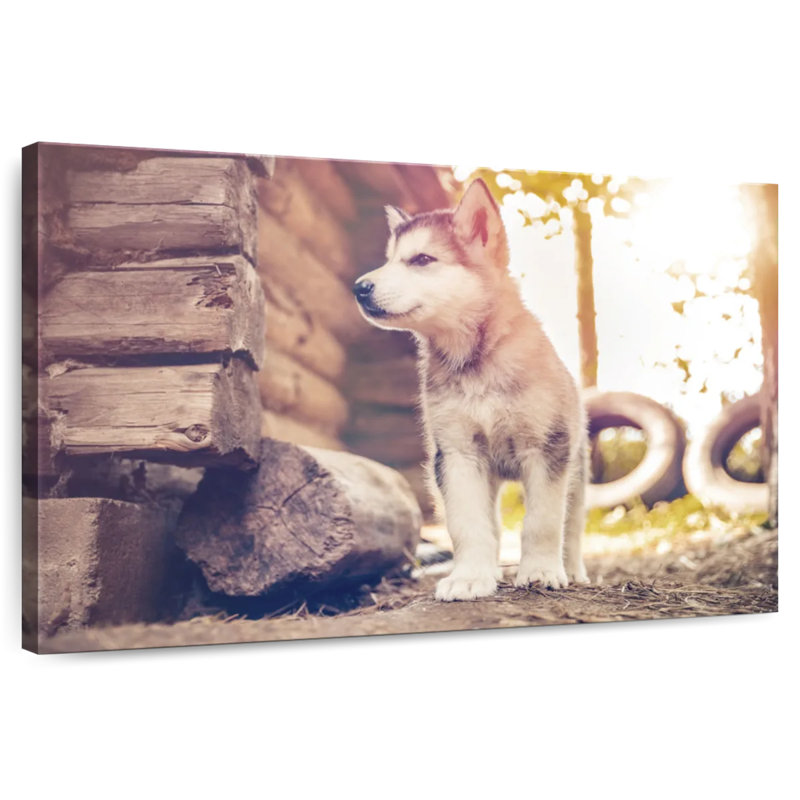 Adorable Malamute d'Alaska, H 8 po x l 12 po