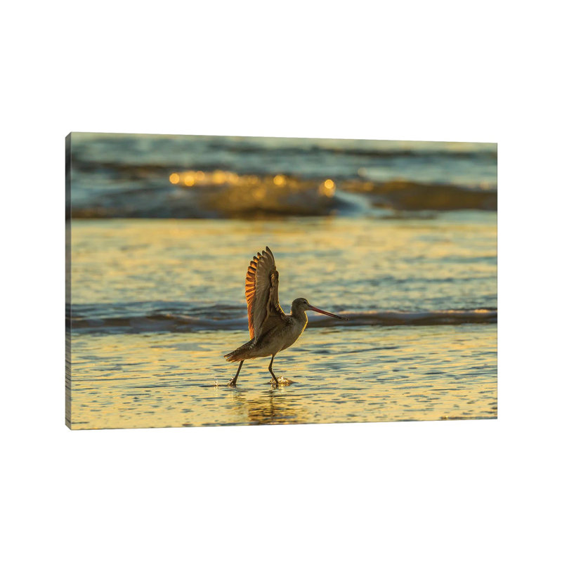 Usa, California, San Luis Obispo County. Marbled Godwit Stretches Wings At Sunset. by Jaynes Gallery - Wrapped Canvas Gallery-Wrapped Canvas Giclée