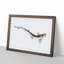 Lesser Spotted Dog-fish by Edward Donovan - Picture Frame Painting Print on MDF-55582651-55582652