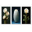 Cactus, isolement ivoire-1119969339-1119969732